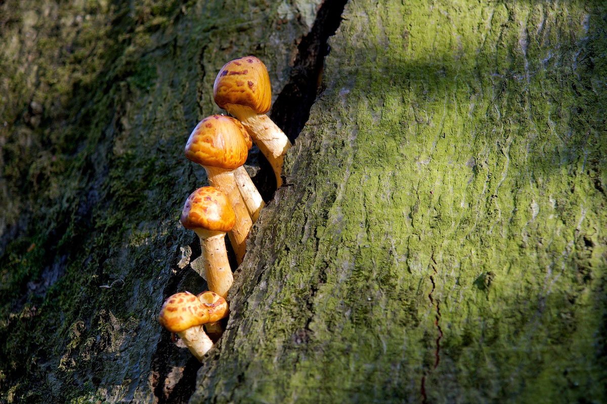 Tree mushrooms?